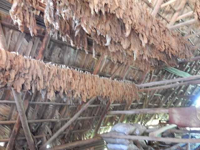 Vinales Tabak