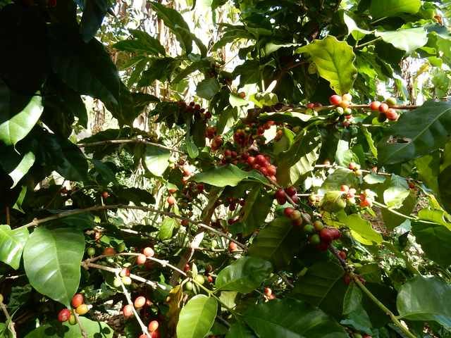 Vinales Cafe Arabica