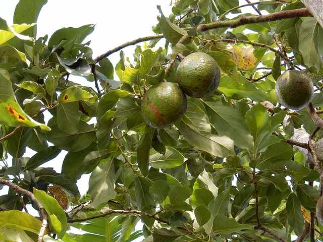 Avocado Baum