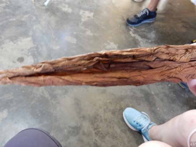 Vinales Tabakblatt