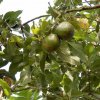 Avocado Baum