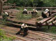 China Chengdu Panda Station 2010