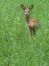 Reh im Gras